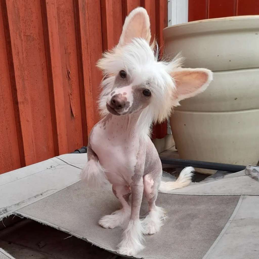 Spotifly I Feel Love