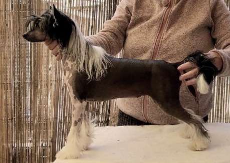 Cadiz Precious Jewel