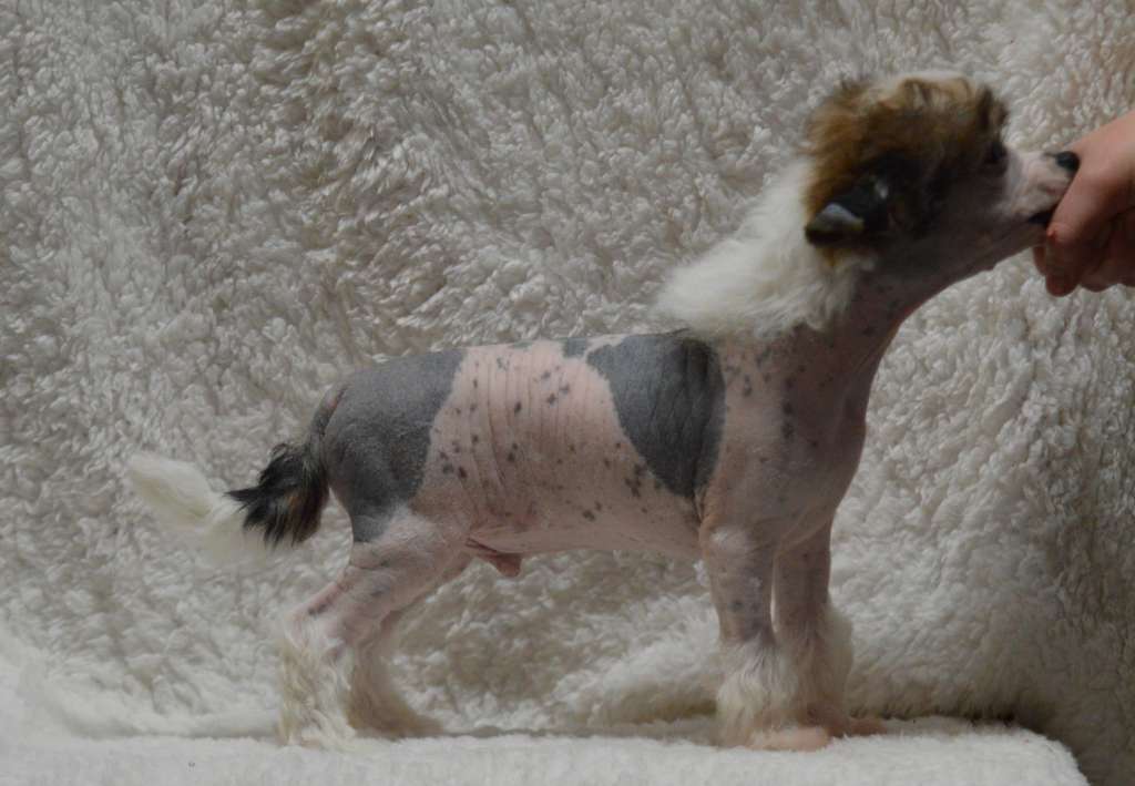 Kaitlin Epic Legacy Of Lunatic Toc