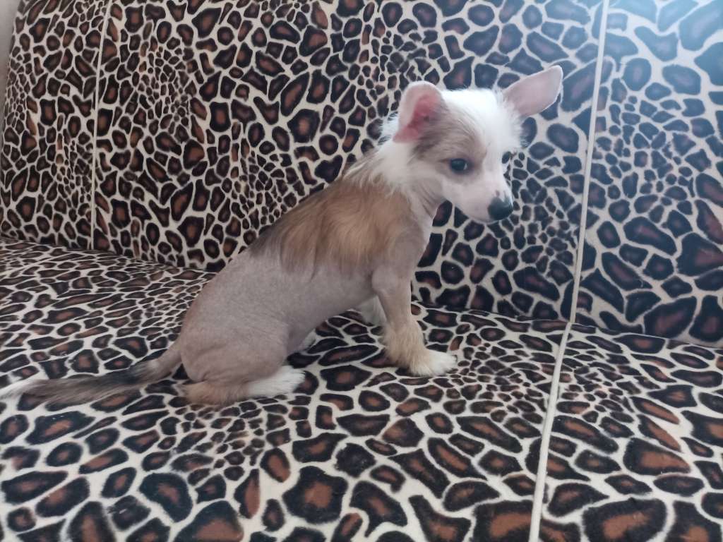 Kovimoti Dgulietta Bernadetta