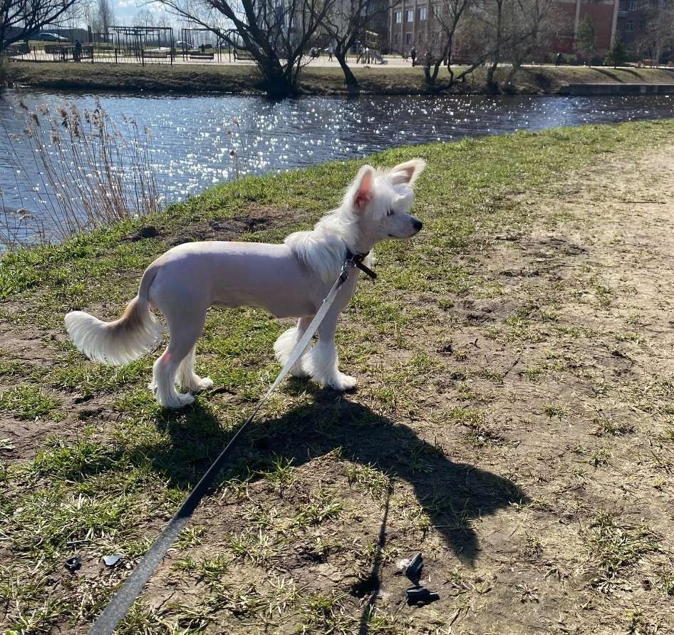 Kovimoti Victory of Love