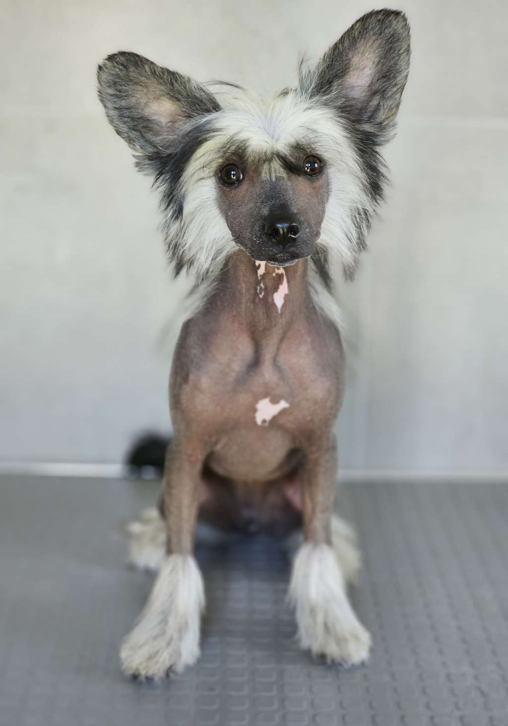 Dallmayr Dream Of Coffee FCI