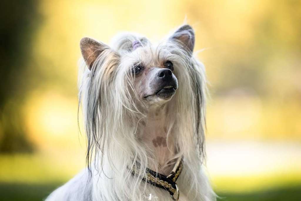 Douwe Dream Of Coffee FCI