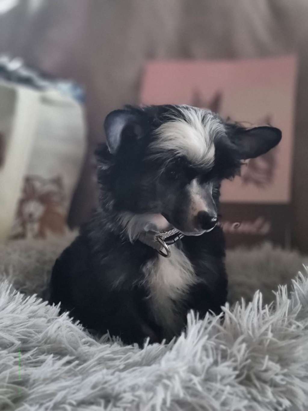 Doppio Dream Of Coffee FCI