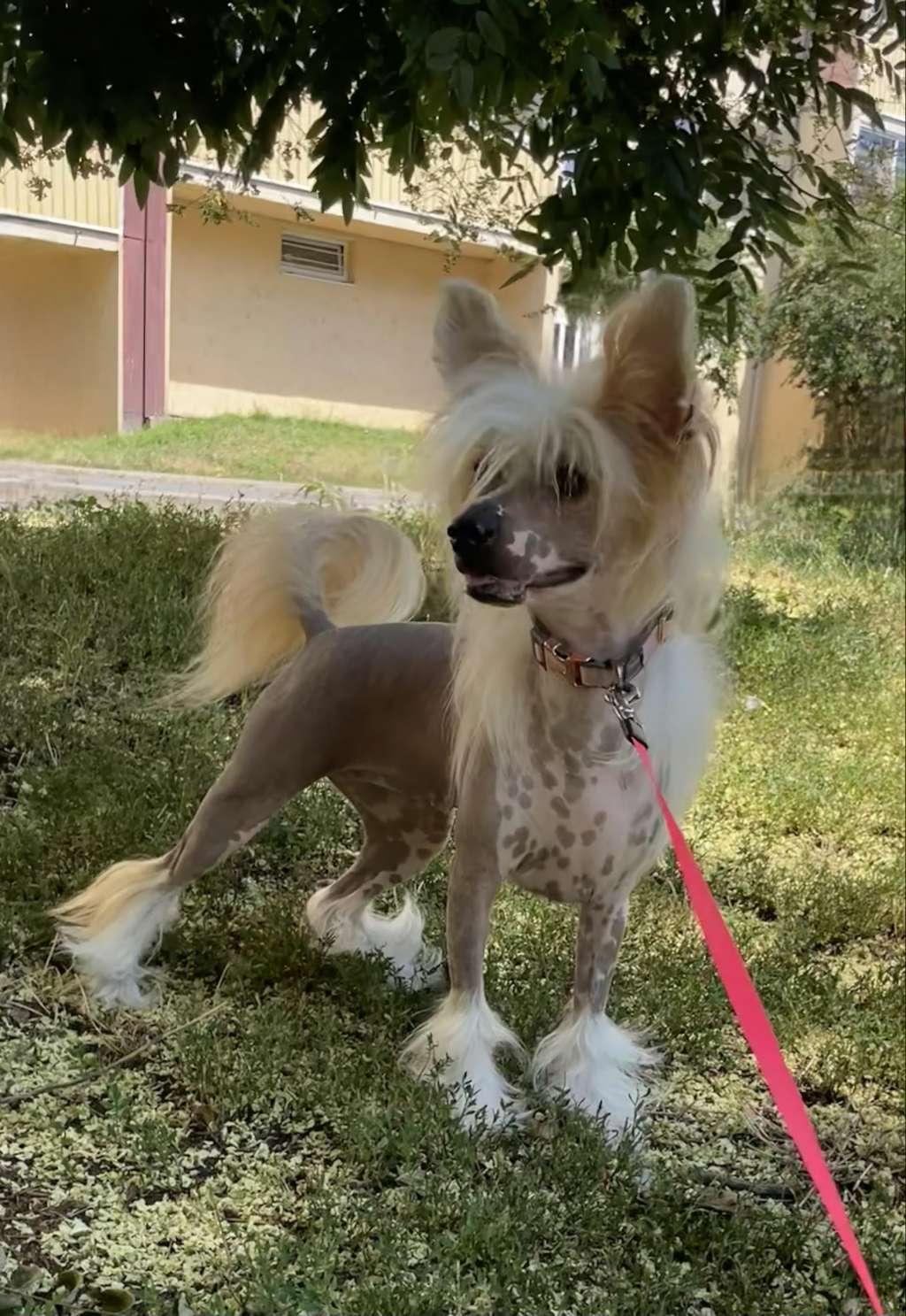 Amélia Calima Elenis