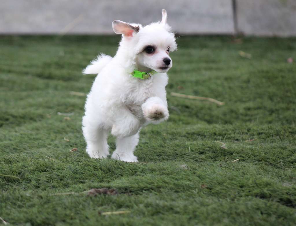 Un Deseo Se Hace Real Of Livin la Vida Loca