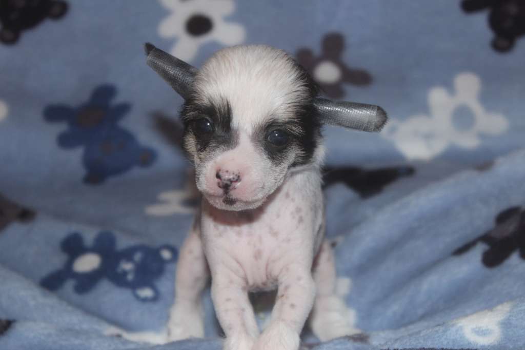 Very Important Princess Of Livin la Vida Loca