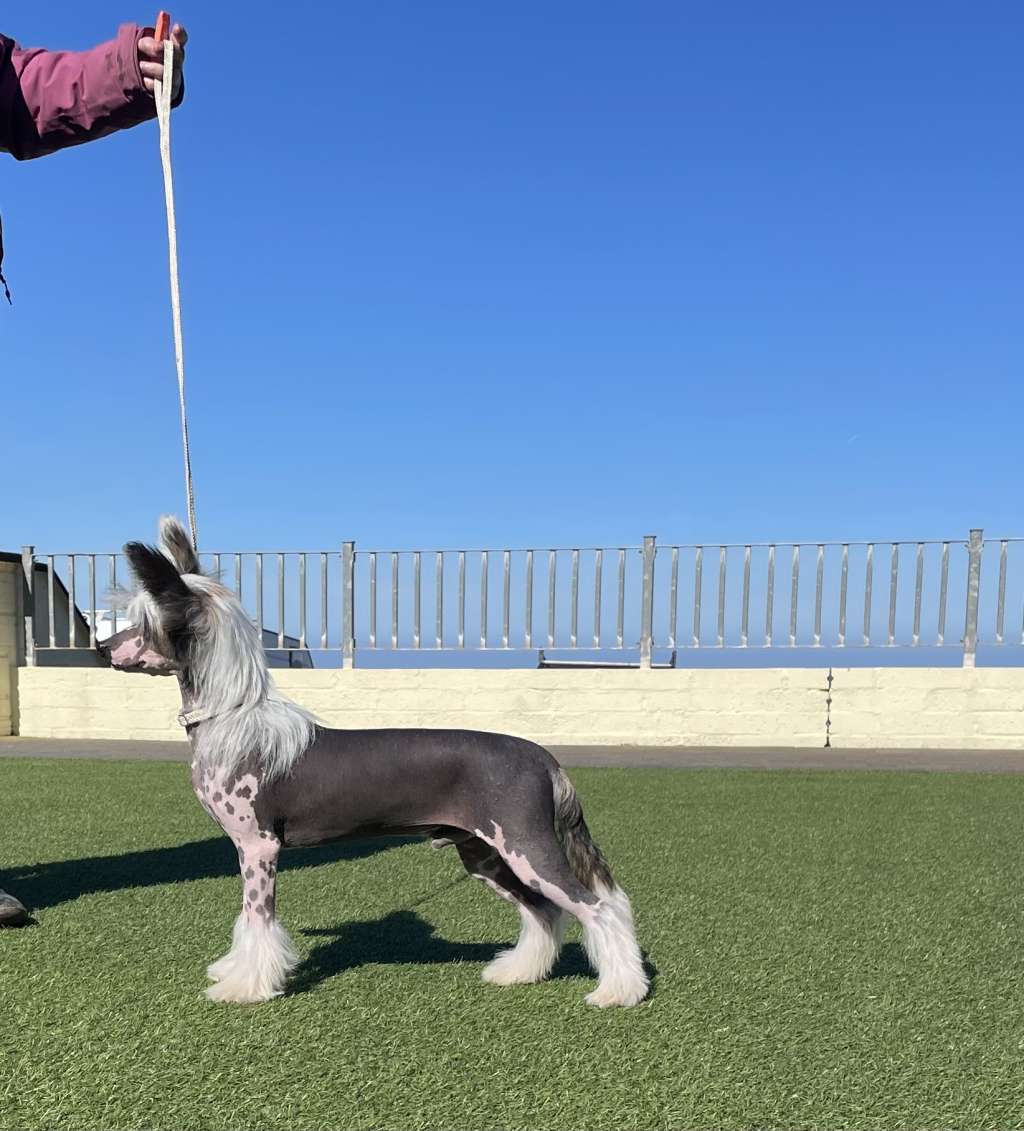 Ynchreenoo Trick or Treat