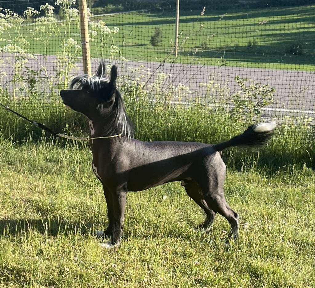 Girls Girls Love Harts Guess Who