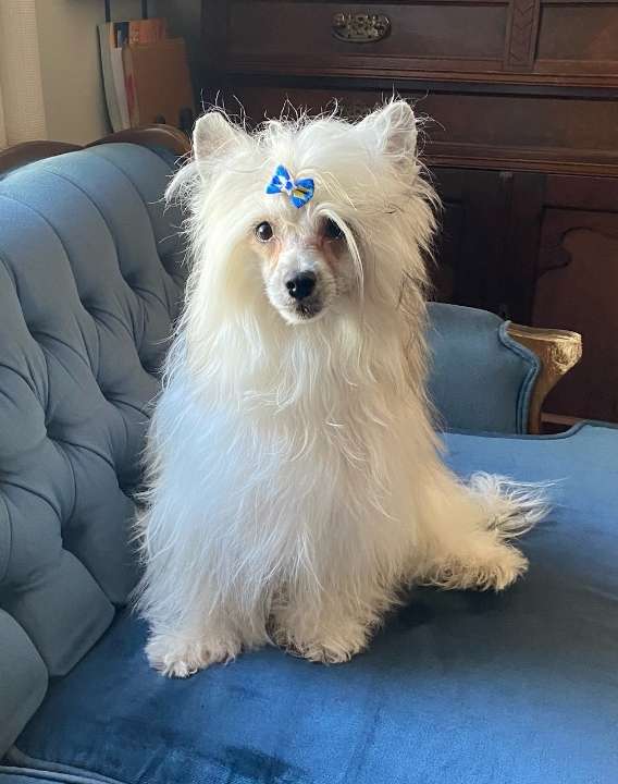 Windwater White Gold at Ladyday