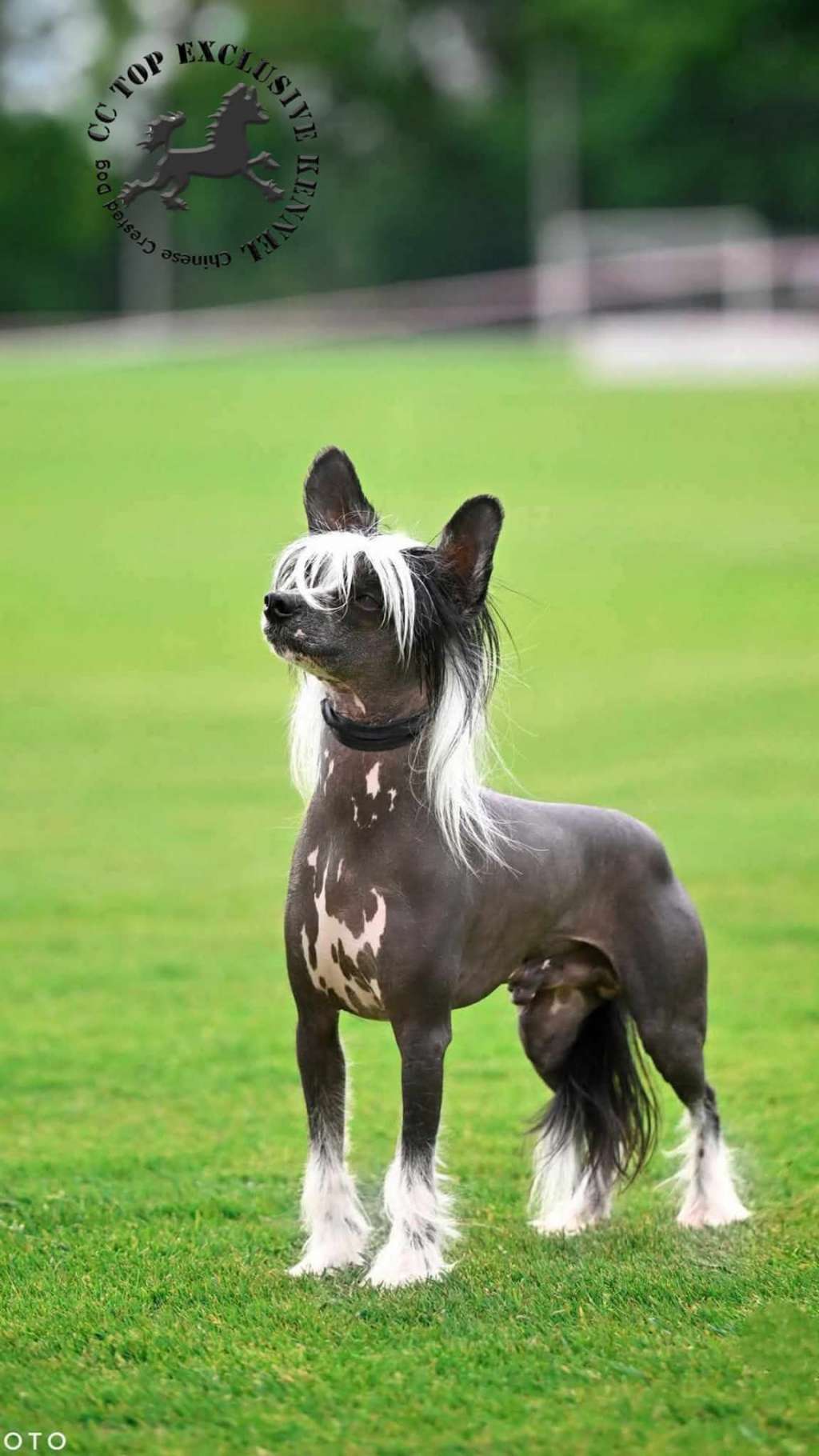 Cc Top Excluzive Kozmos