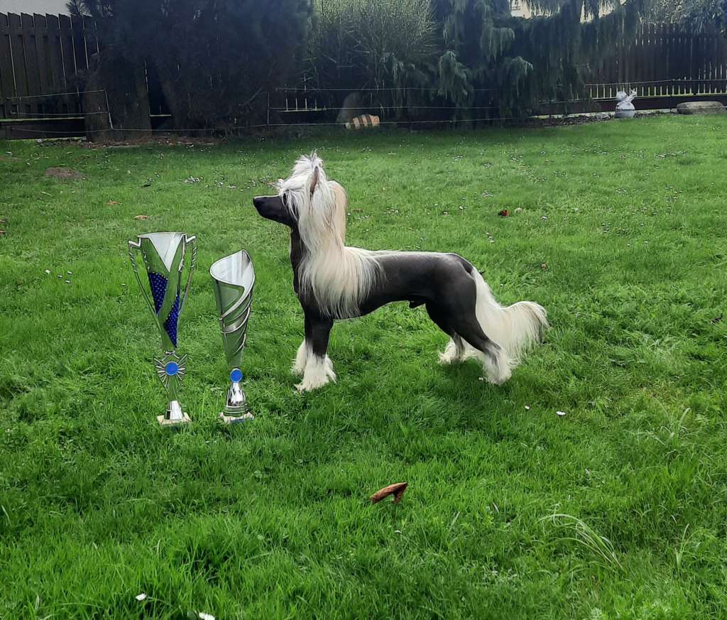 Michio Eiko Avokaduh