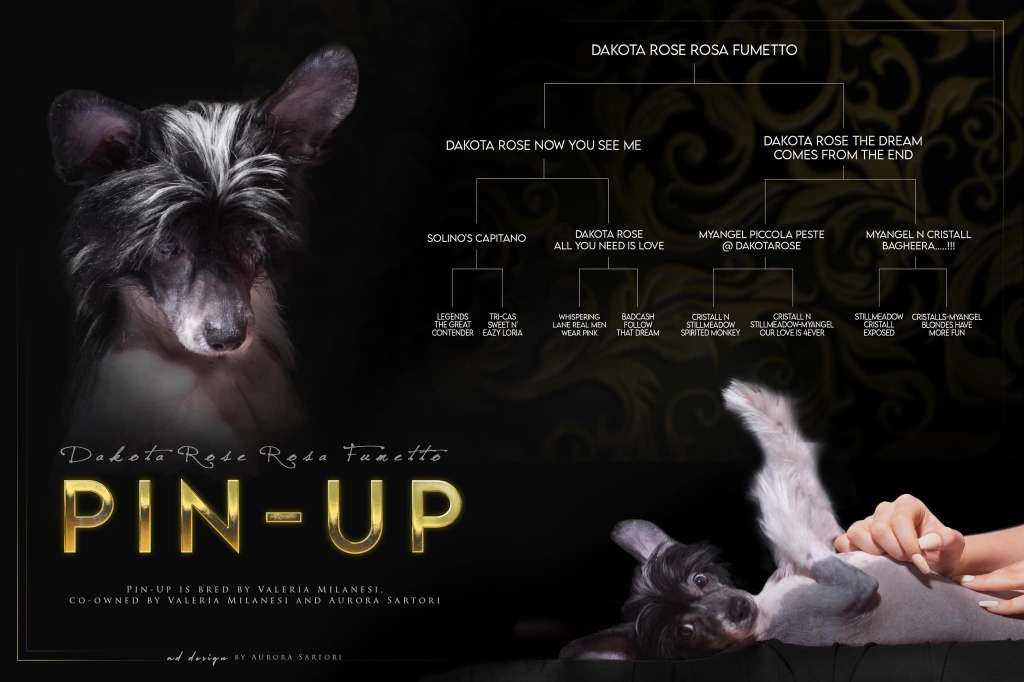 Dakota Rose Rosa Fumetto