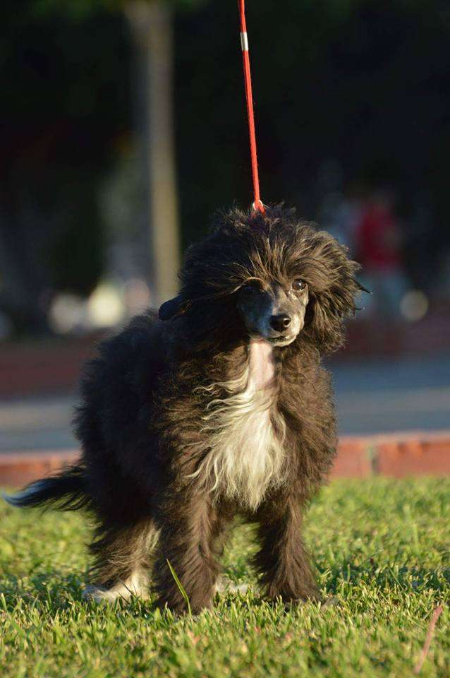 Mermaid of Magic Seduction Loveland Fantasy