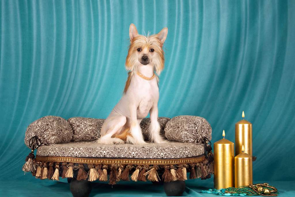 Stilnaya Shtuchka iz Vishnyovogo Sada