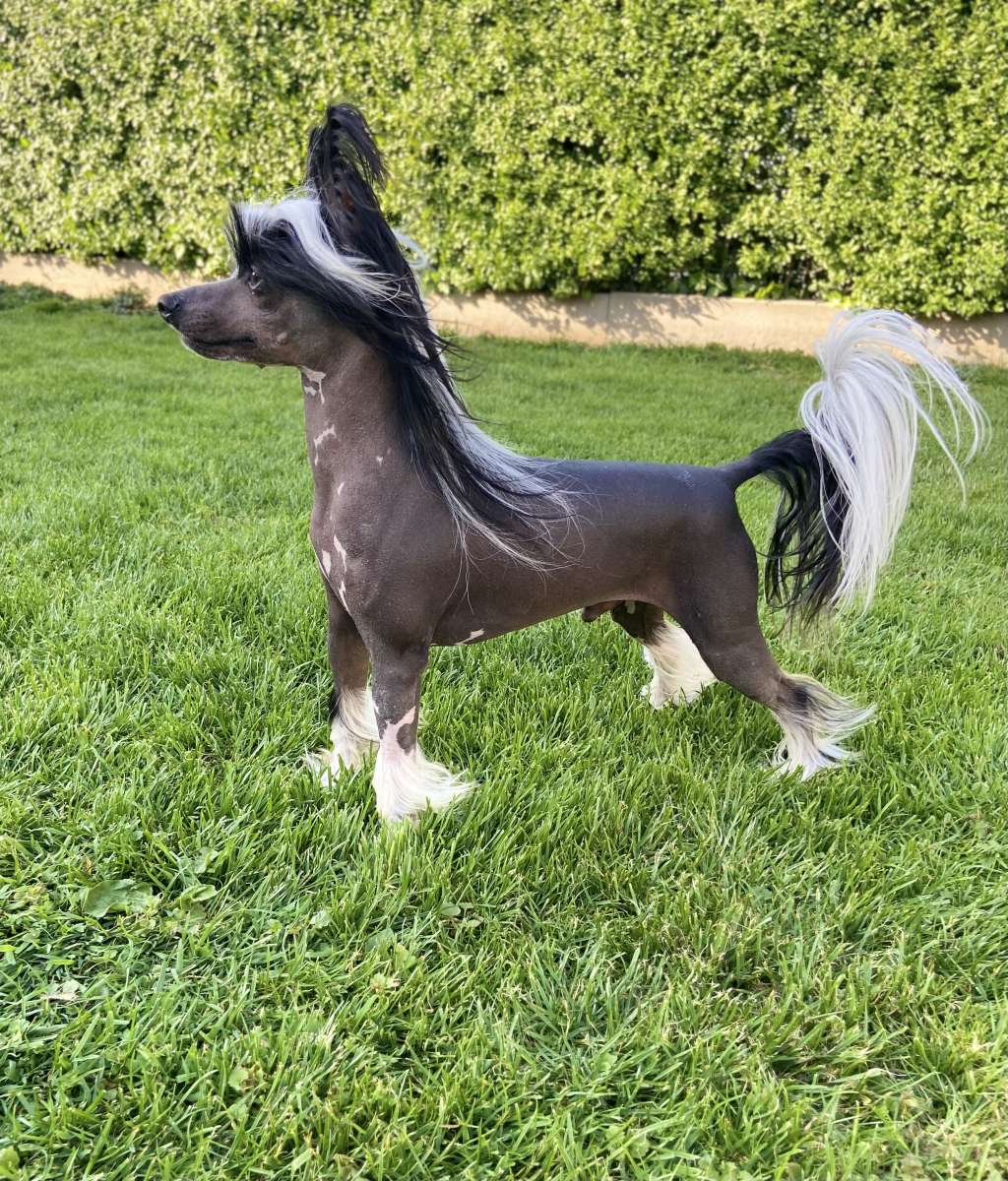 Edcullen's Glade Karthago