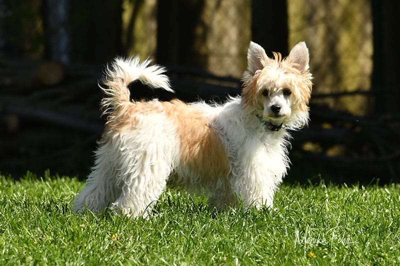 Edcullen's Glade Kopernikus