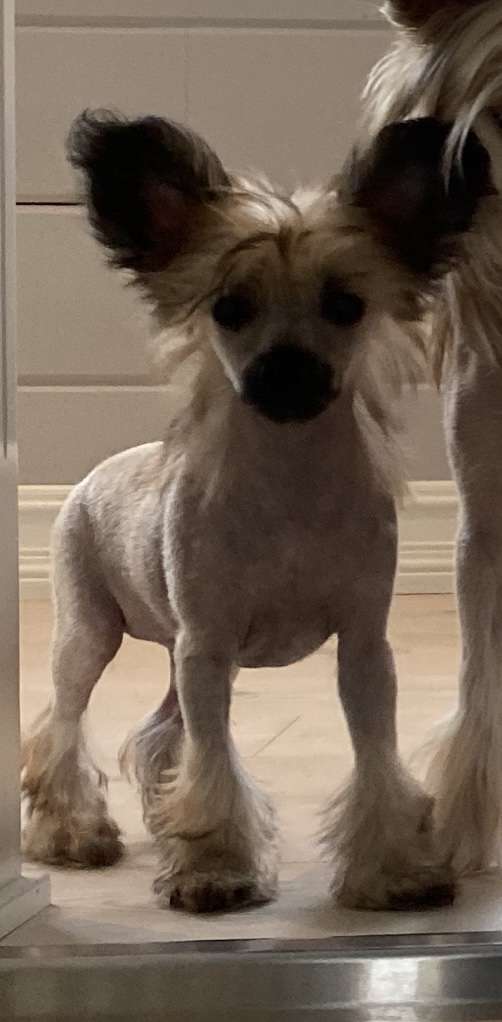 Moelmo's Bad To The Bone