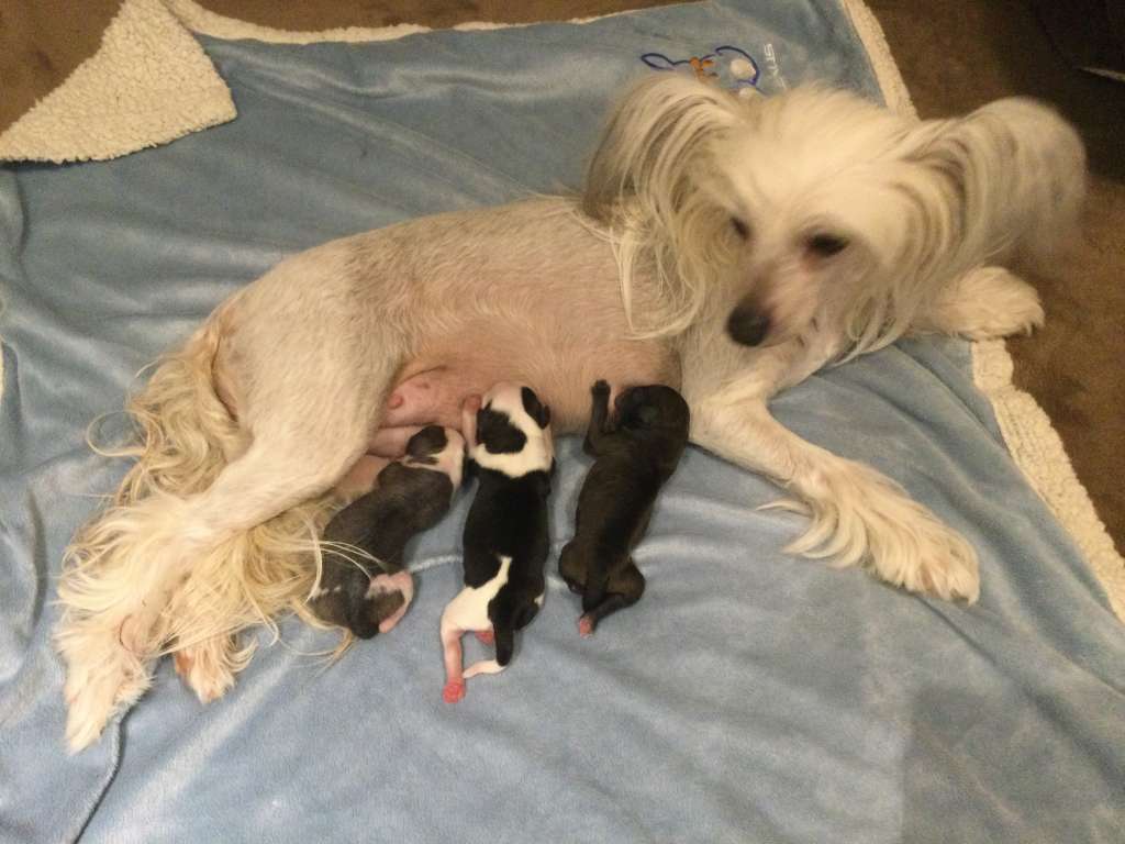 Sassytails NV Hocus Pocus