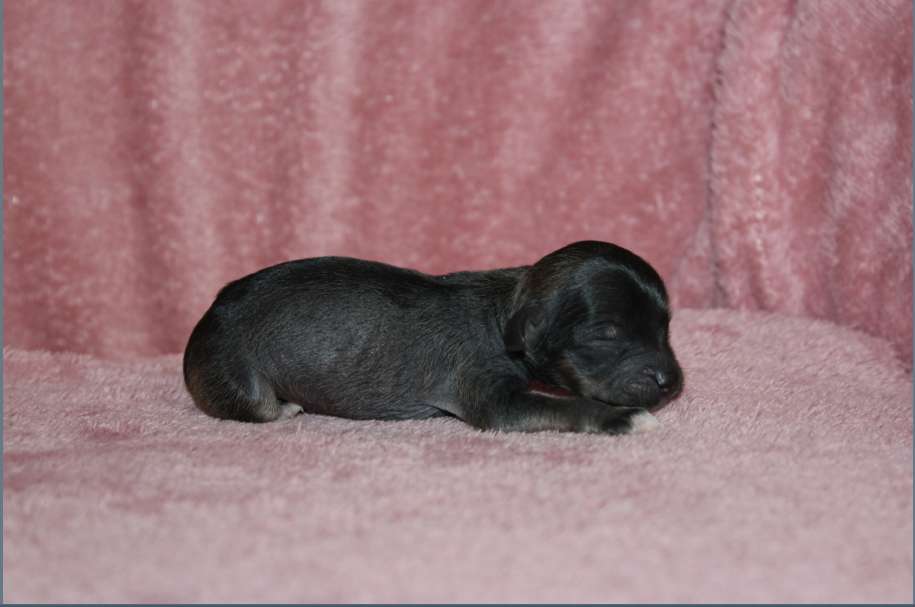 Charuyuschiy Soblazn K...