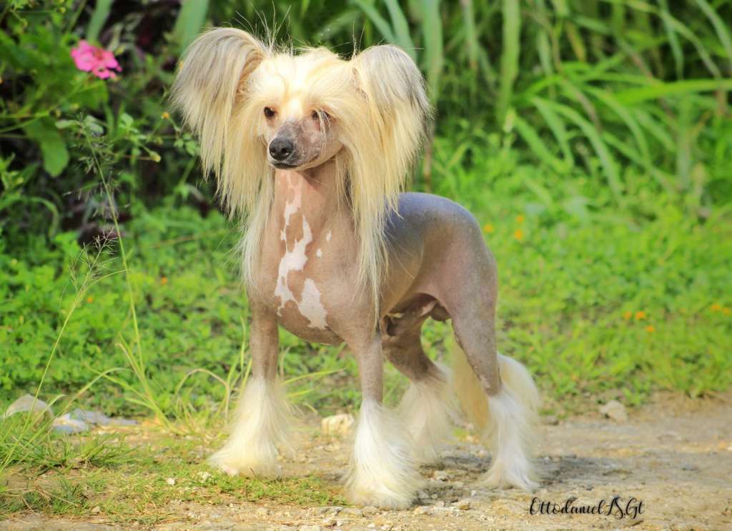 Vulcano de Gala y Chelai