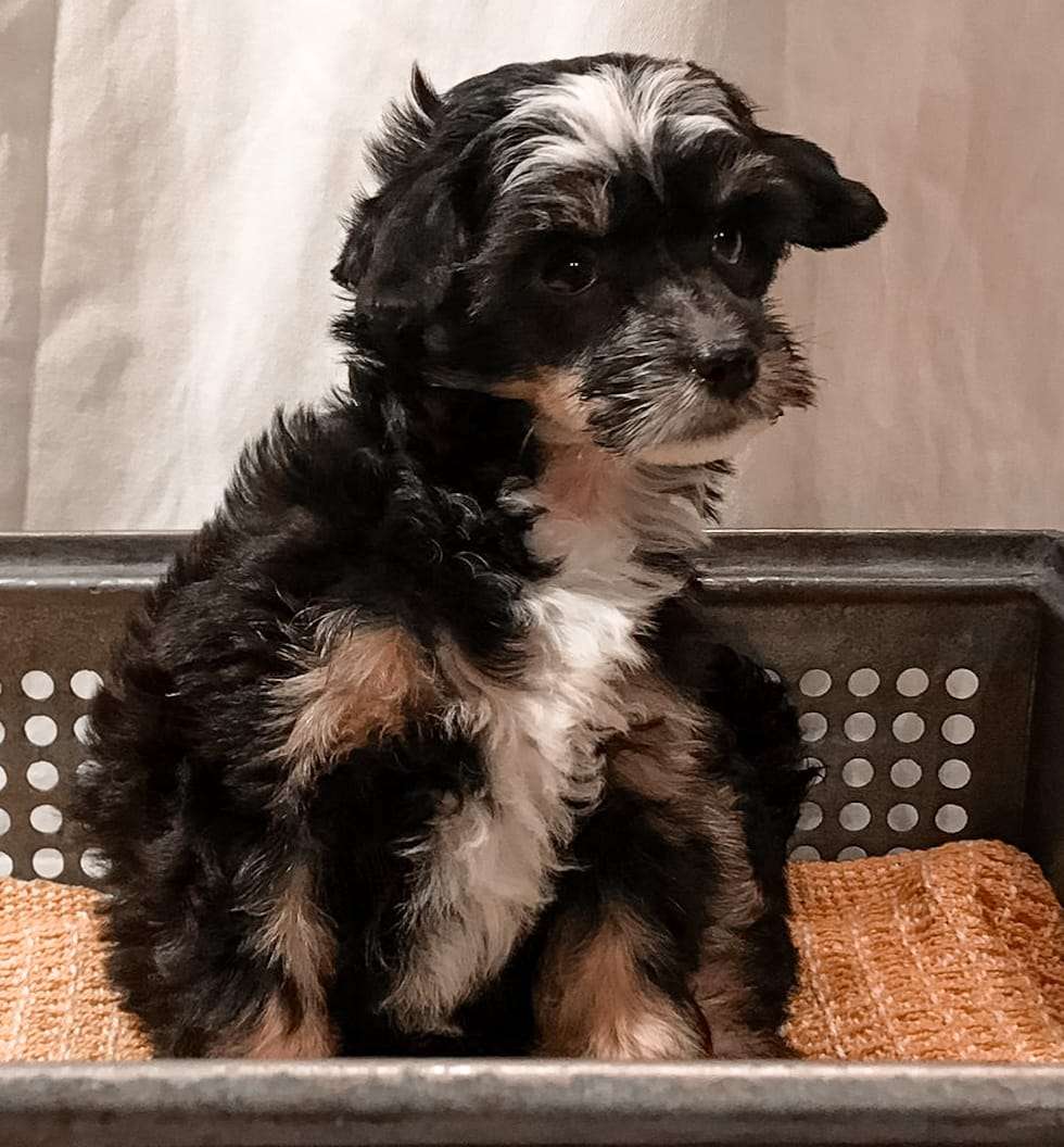 Aruni Like Ice in the Sunshine