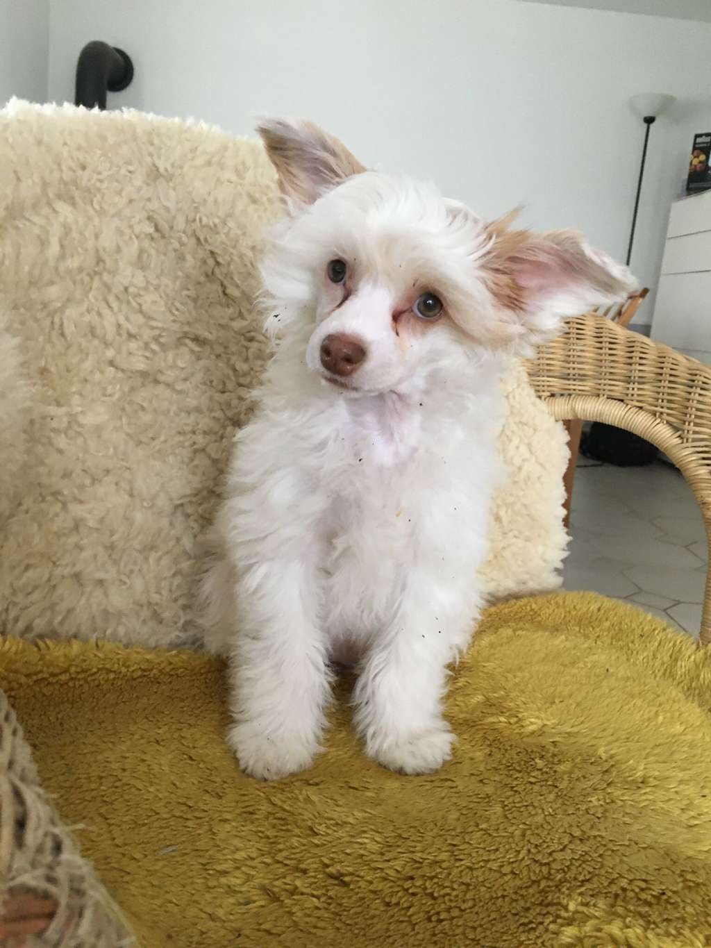 Enigma in Terra Civis