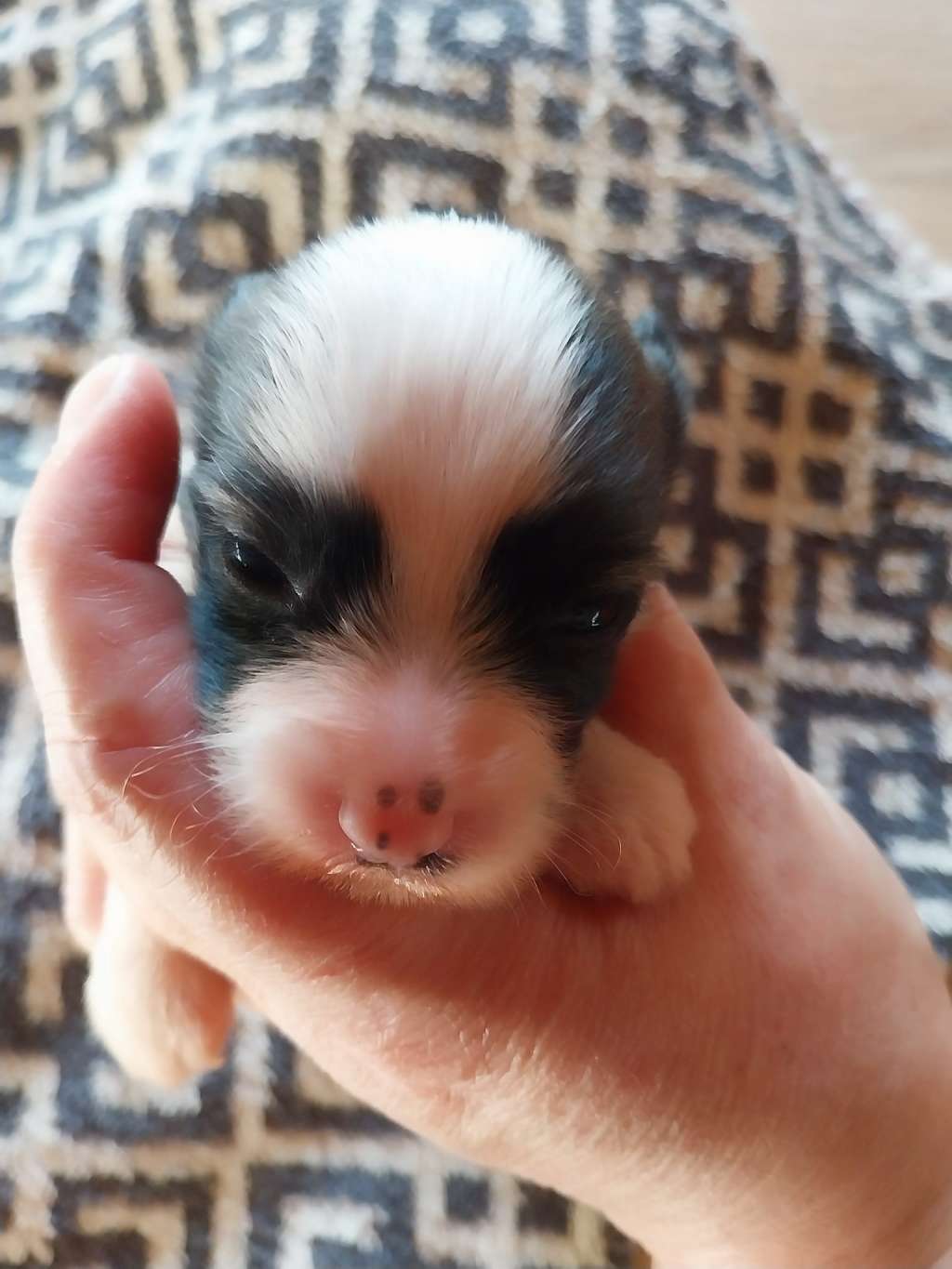 Un Éclair des Trésors des Petites Collines