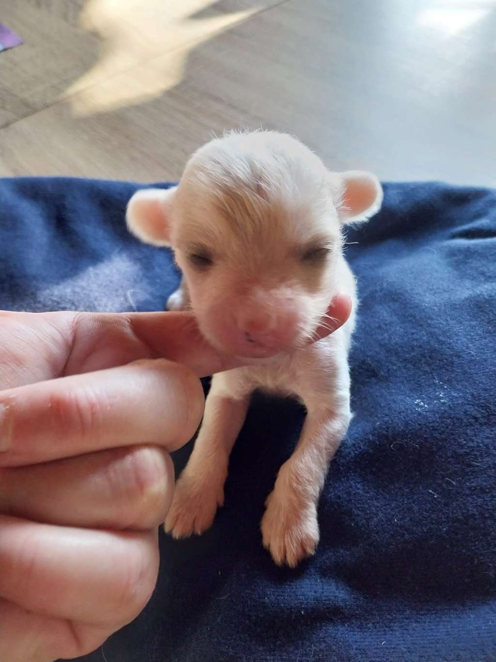Un Amour de chien des Trésors des Petites Collines