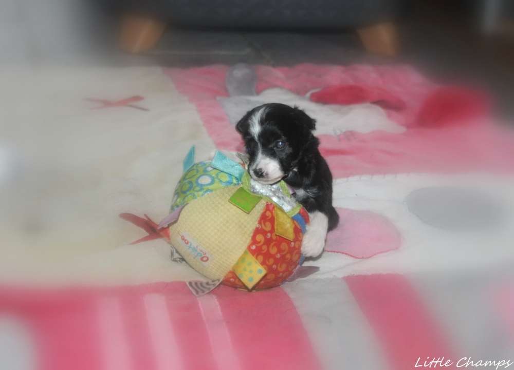 Trésor Little Champs