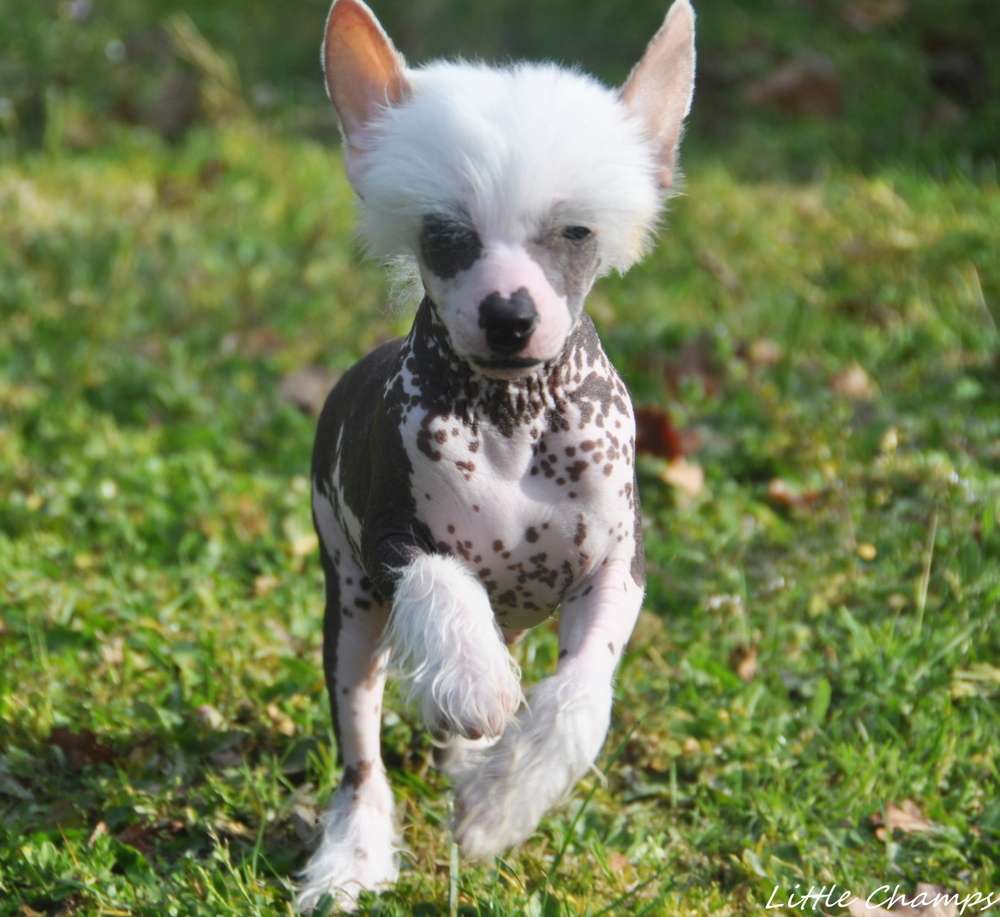 Upload Little Champs