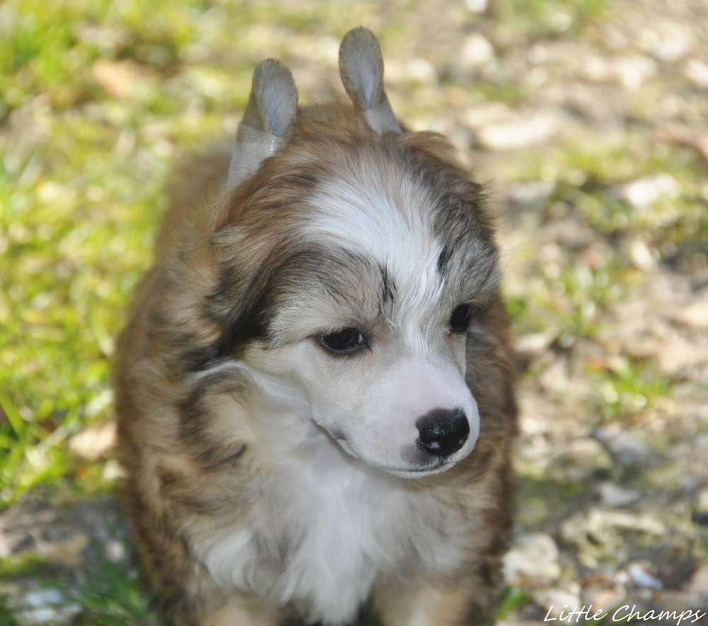 Upshot Little Champs