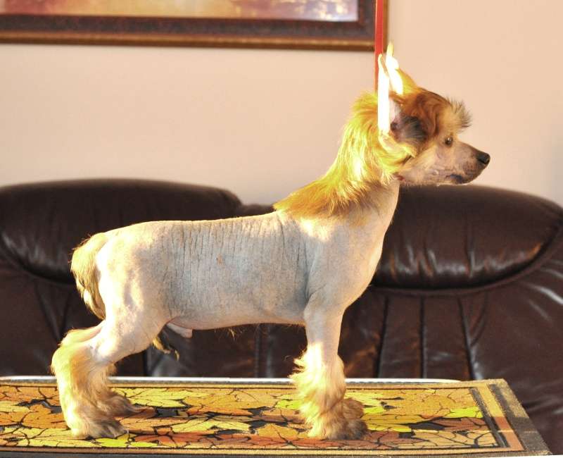 Zholesk Rich Cameron Sun Yar