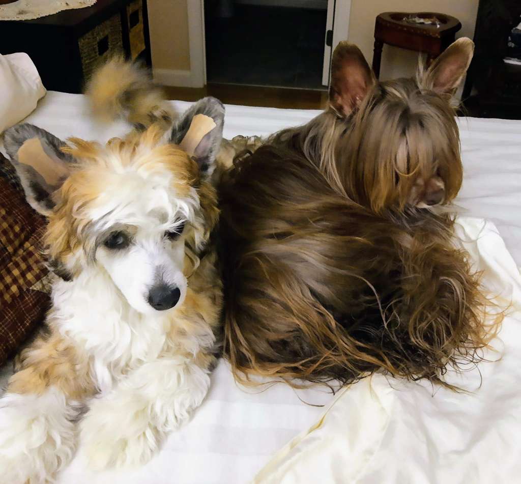 Colliwood Extraterrestrial Wonk Wonk