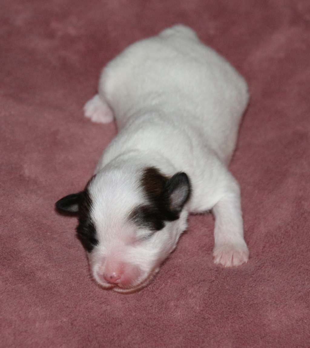 Cinderella auf Himbeereis