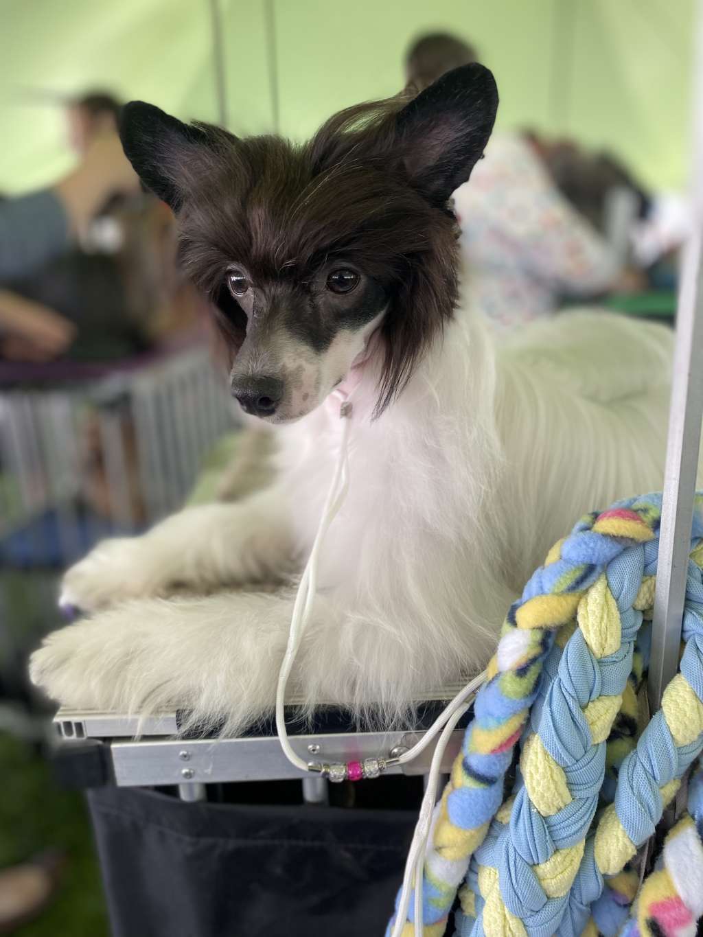 Halostar Sharp Image