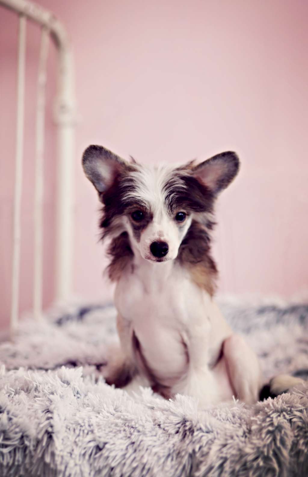 Halostar Shaken Not Stirred