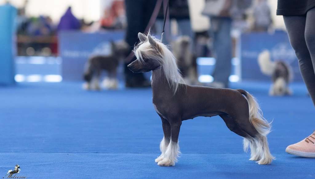 Family Song's Gretka