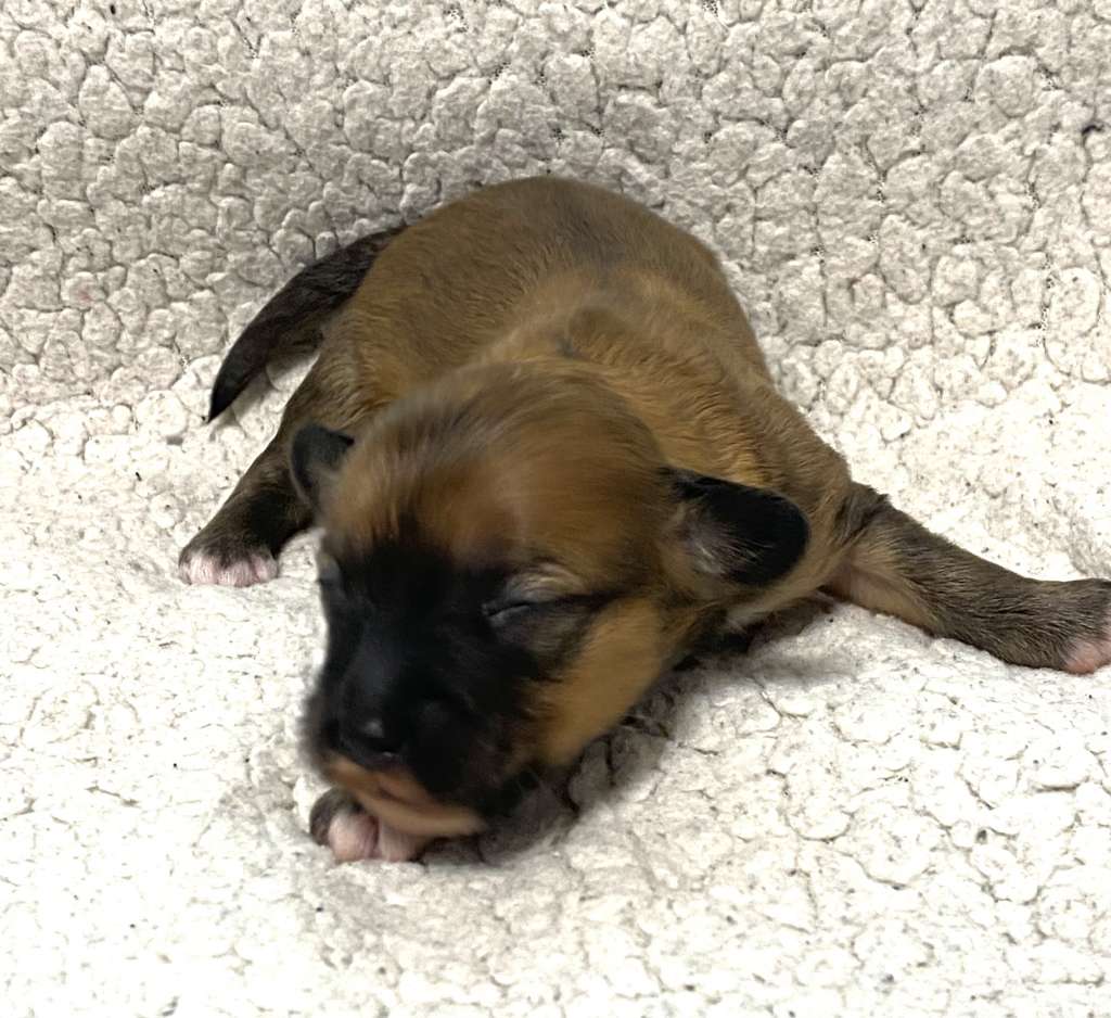 Family Song's Gwendy