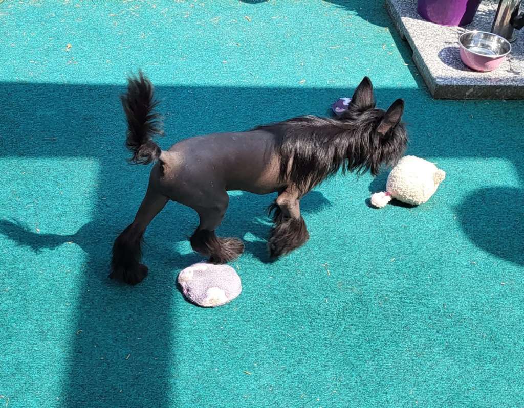 SKYFALL Caramella's Family