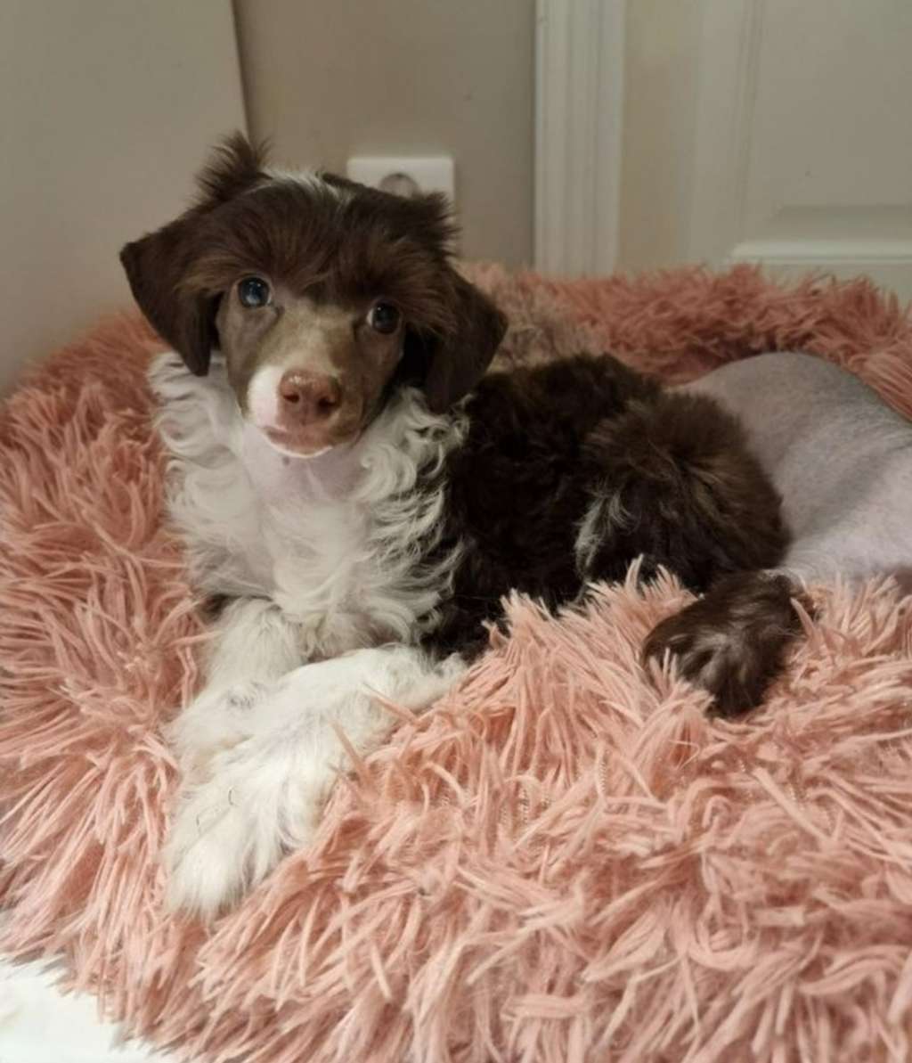 Myrnas Mignon Étoile Gorgeous Gré