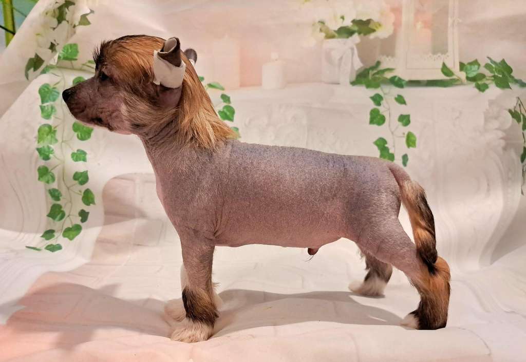 Jaspis Magiczny Sasima