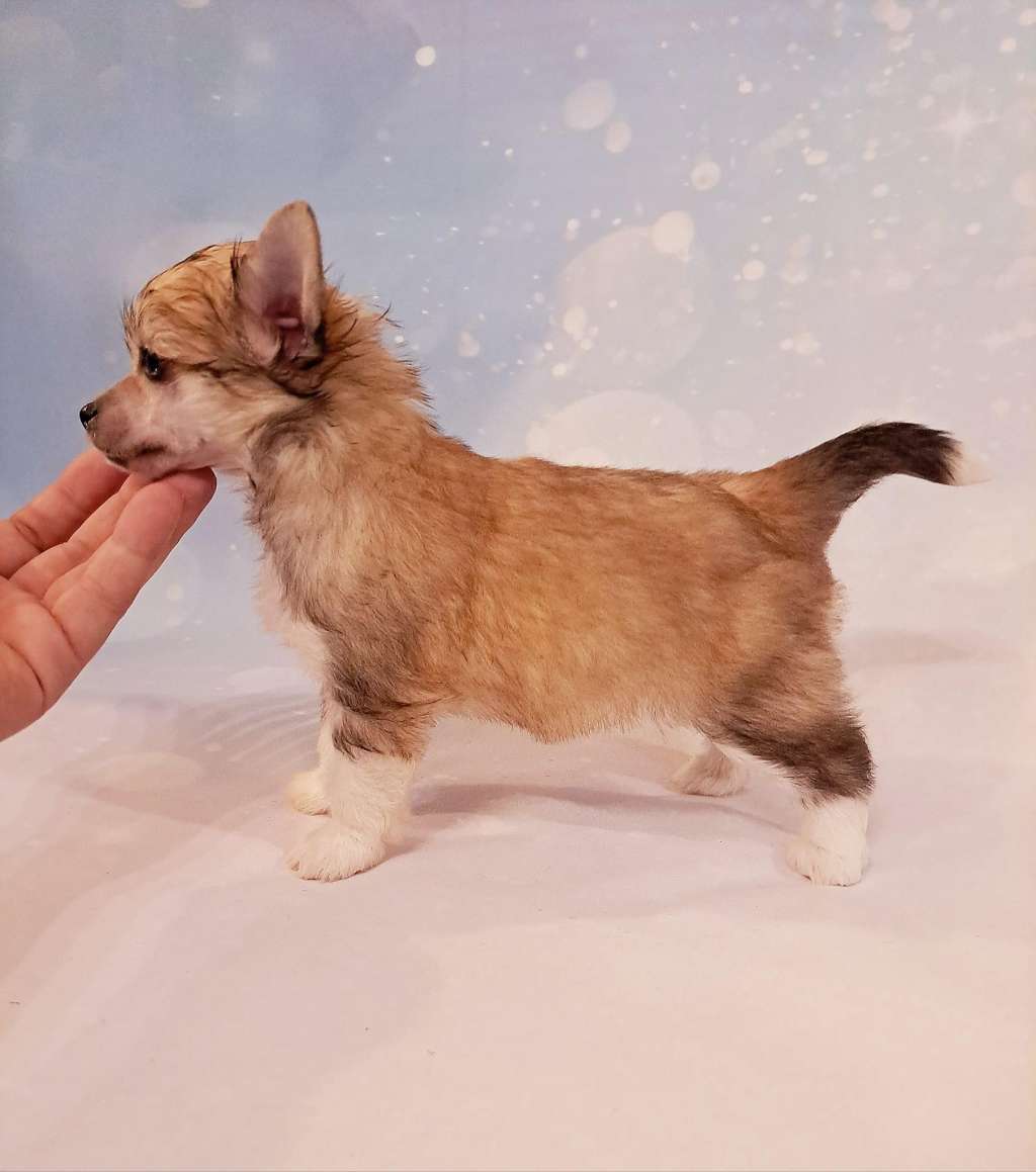 Jagienka z Okienka Sasima