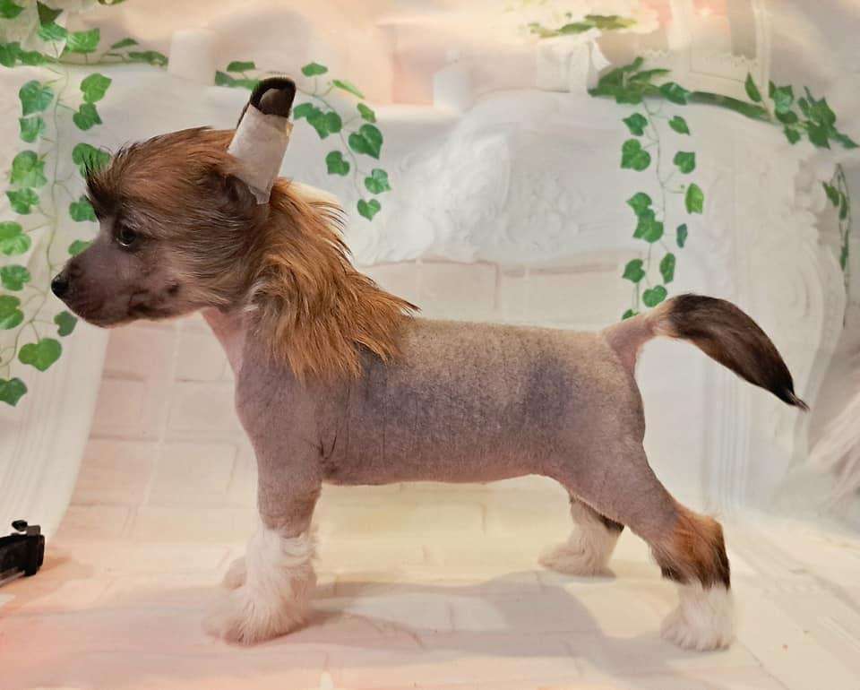 Jadeitowa Wrozka Sasima