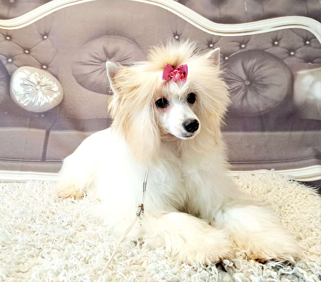 Gdzie Ty Tam Ja Sasima