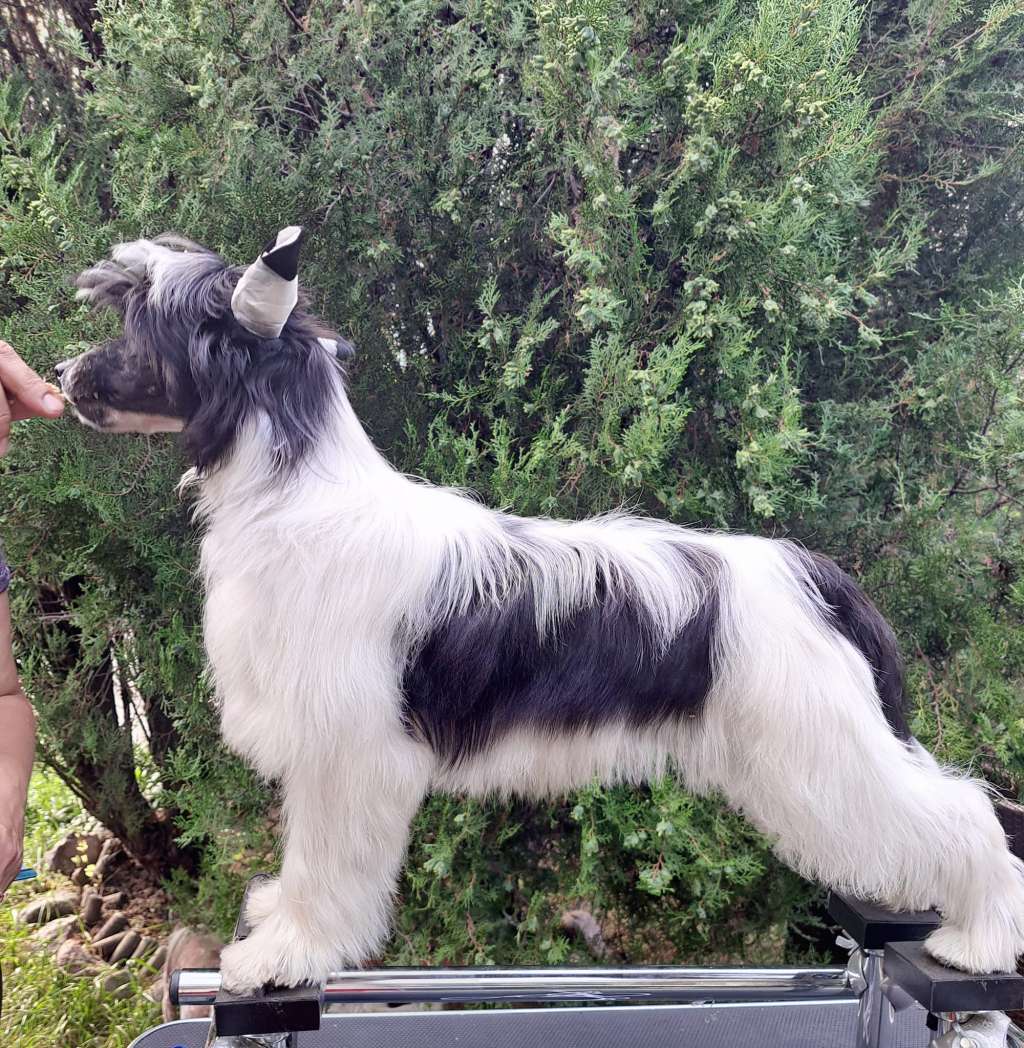 Gest Czulosci Sasima