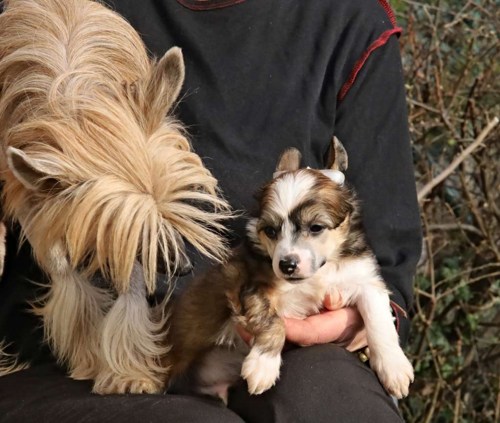 Rubicon Queen Malverne