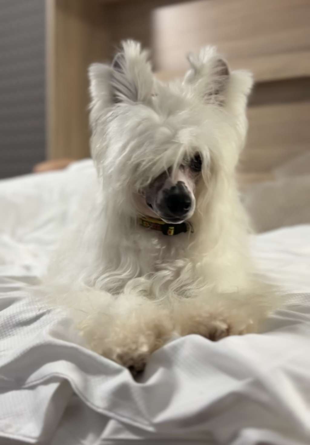 Cc Top Exclusive Karin