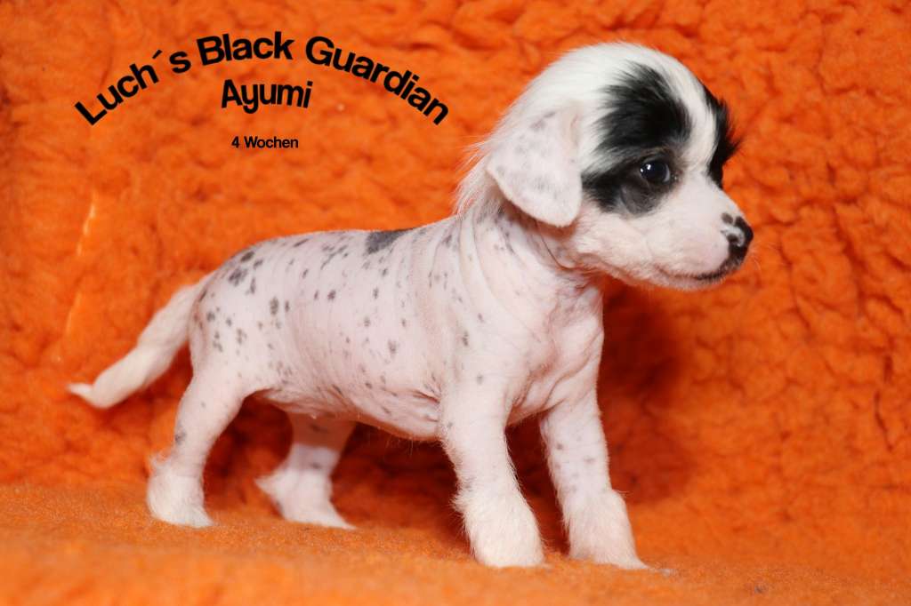 Luch's Black Guardian Ayumi