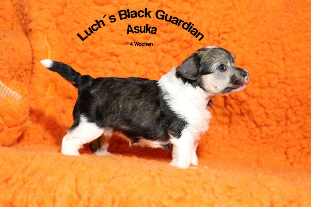 Luch's Black Guardian Asuka
